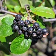 Aronia