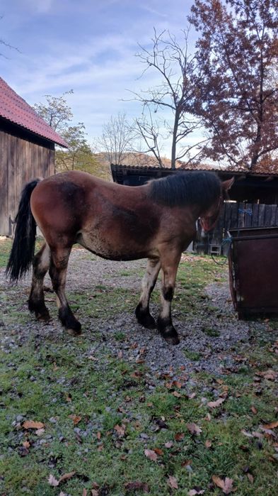 Vând mânz de un an și 4 luni