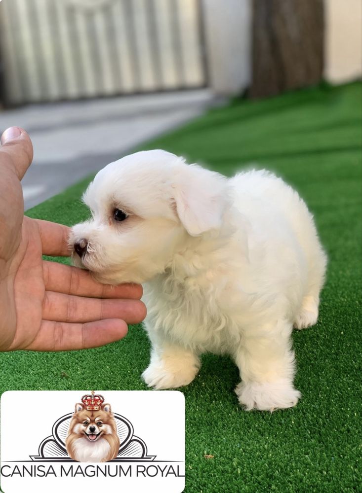 Bichon maltez mini toy