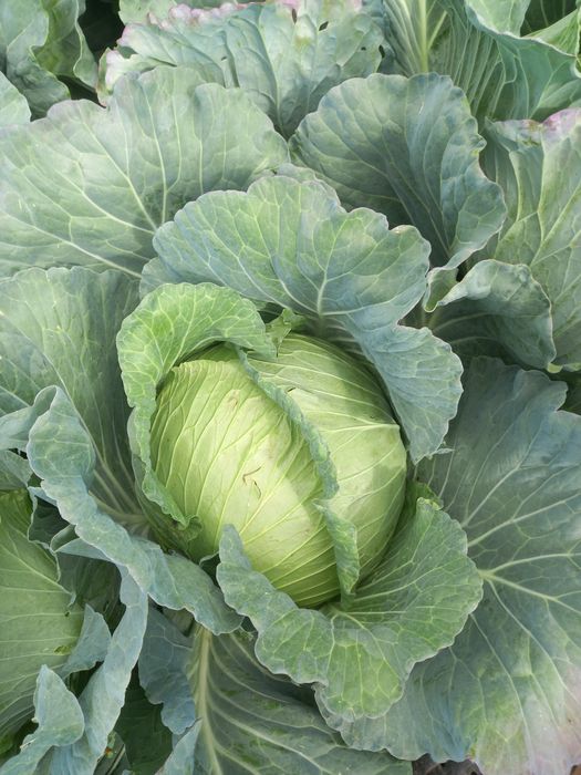 Varza gumna ideala pentru murat,foaie subtire