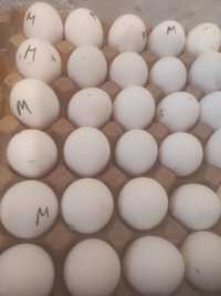 Инкубационные яйца несушка