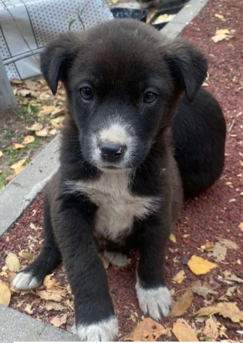 Щенята мальчик и девочка , обработаны от паразитов