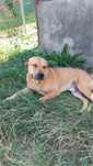 Vand pui Amstaff