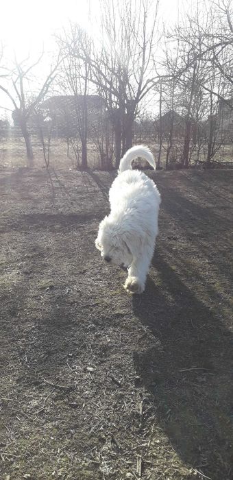 Ciobănesc mioritic 7 luni