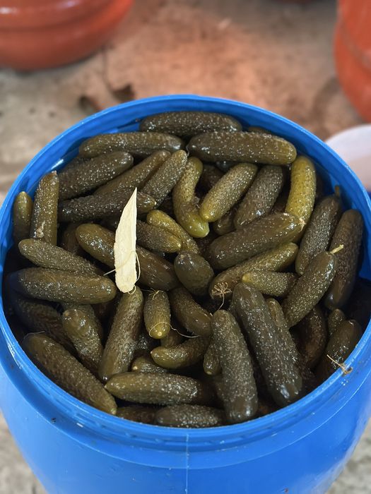 Castraveti murati la Saramura