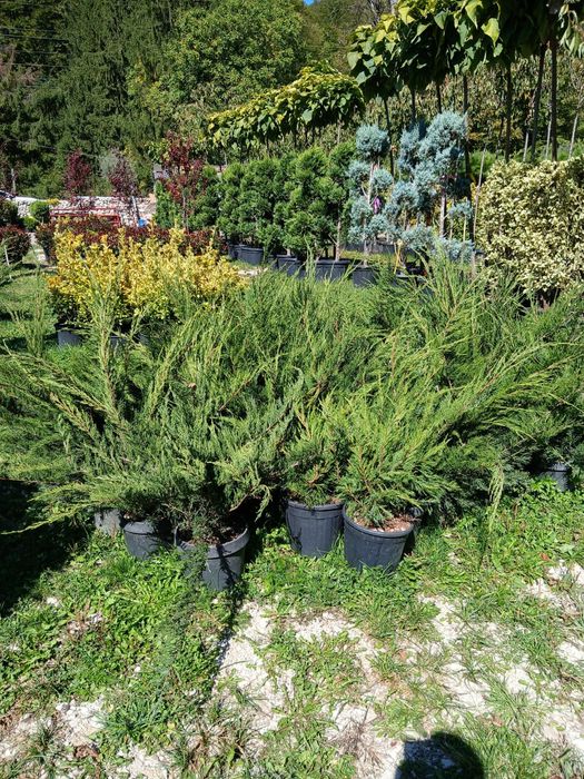 Plante ornamentale