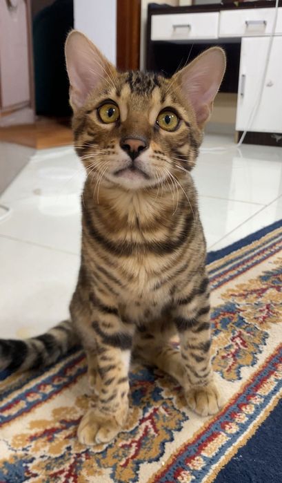 Кот бенгал для вязки