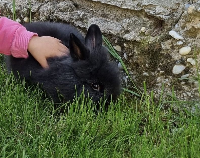 Vand iepuras negru de casa