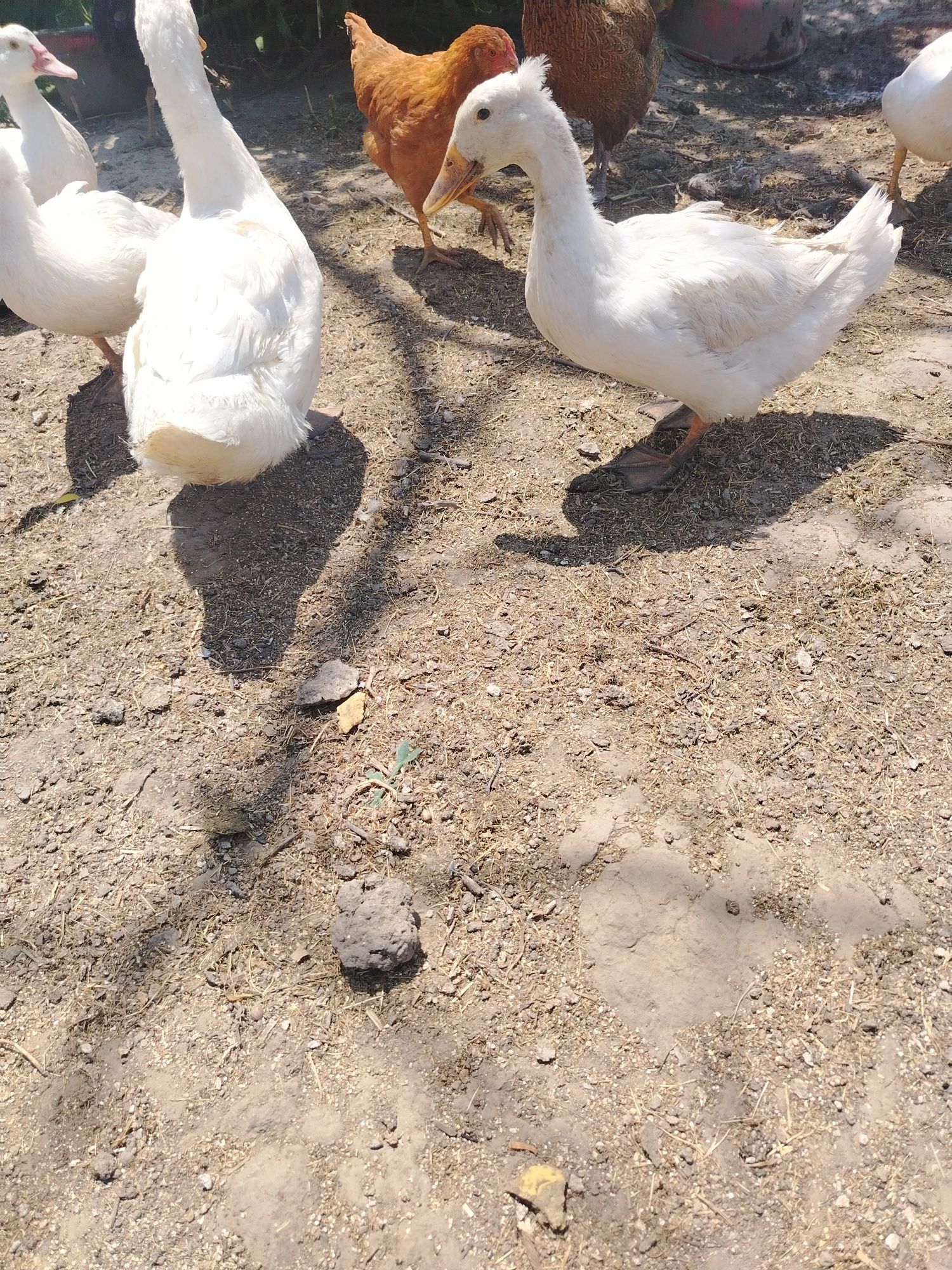 Vând 4 rațe Pekin