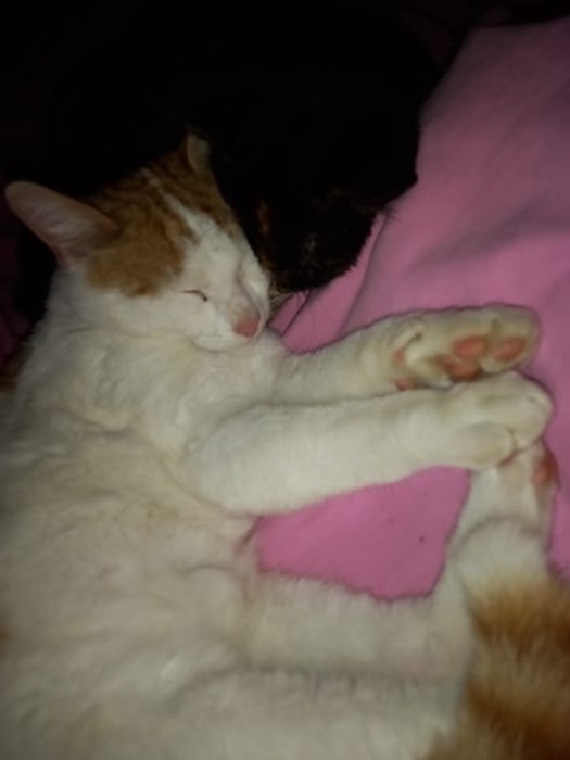 Doua pisici spre adopție urgent