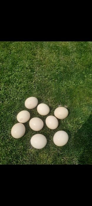 Se vinde mingi de tenis