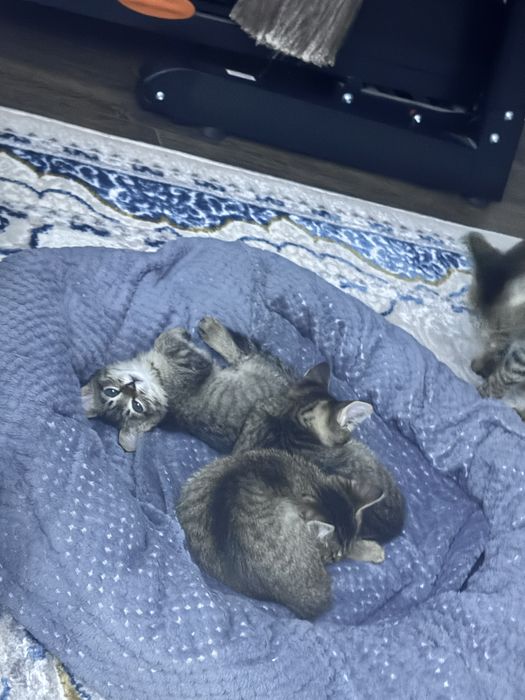 Милые котята ищут дом