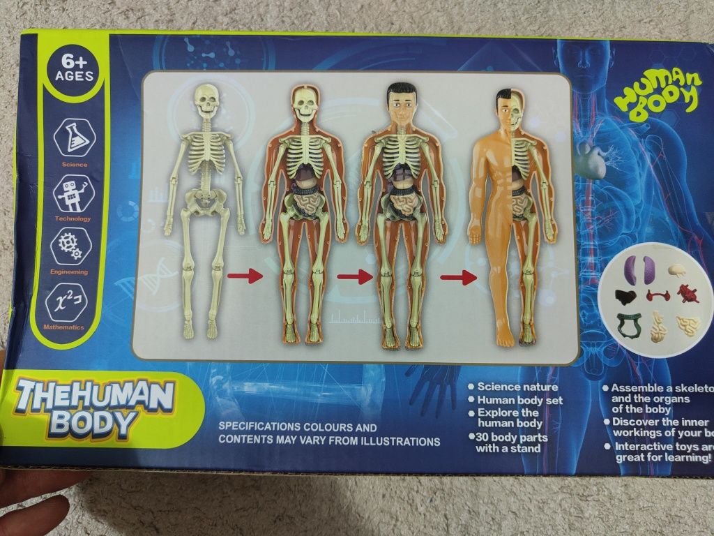 Corpul uman, model anatomic educativ 3D / copii 6+