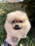 Pui Pomeranian 2 luni