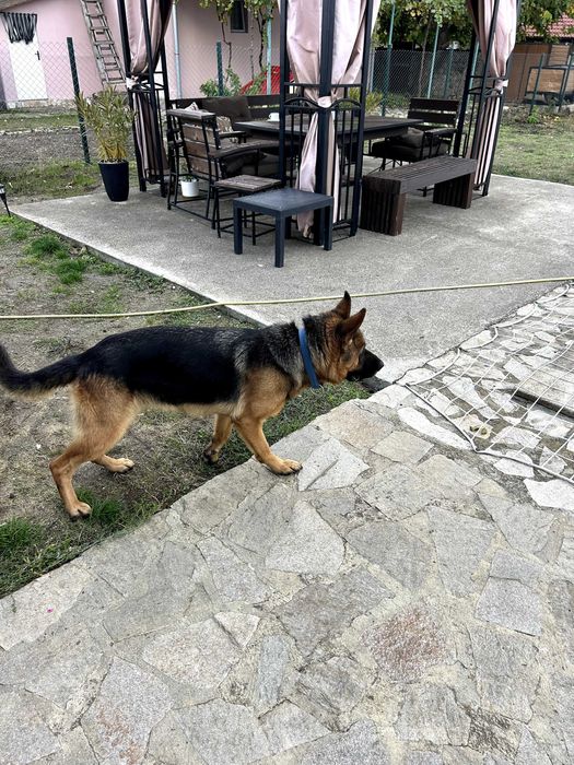 Немска овчарка с родословие