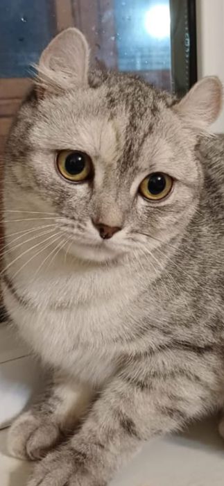 Кошечка Маня.Умная'спокойная