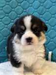 Wels Corgi Pembroke