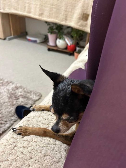 Подарявам кученце мини порода