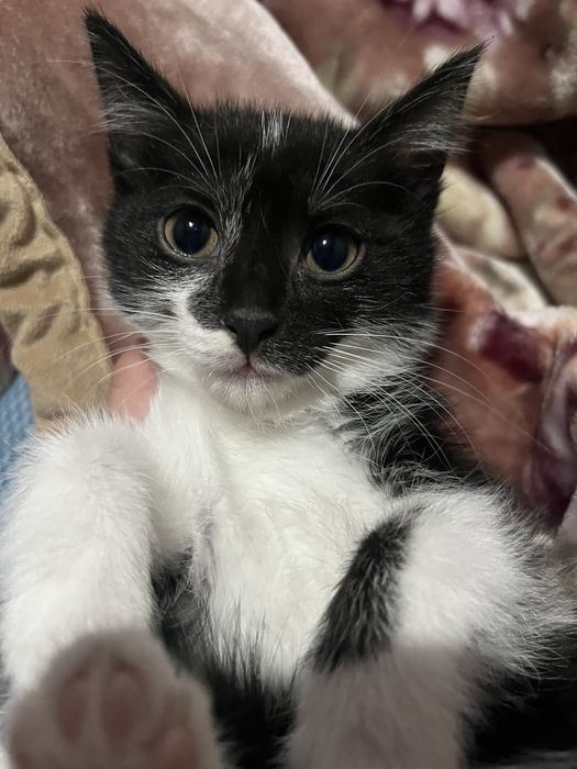 Отдаю котят в добрые руки