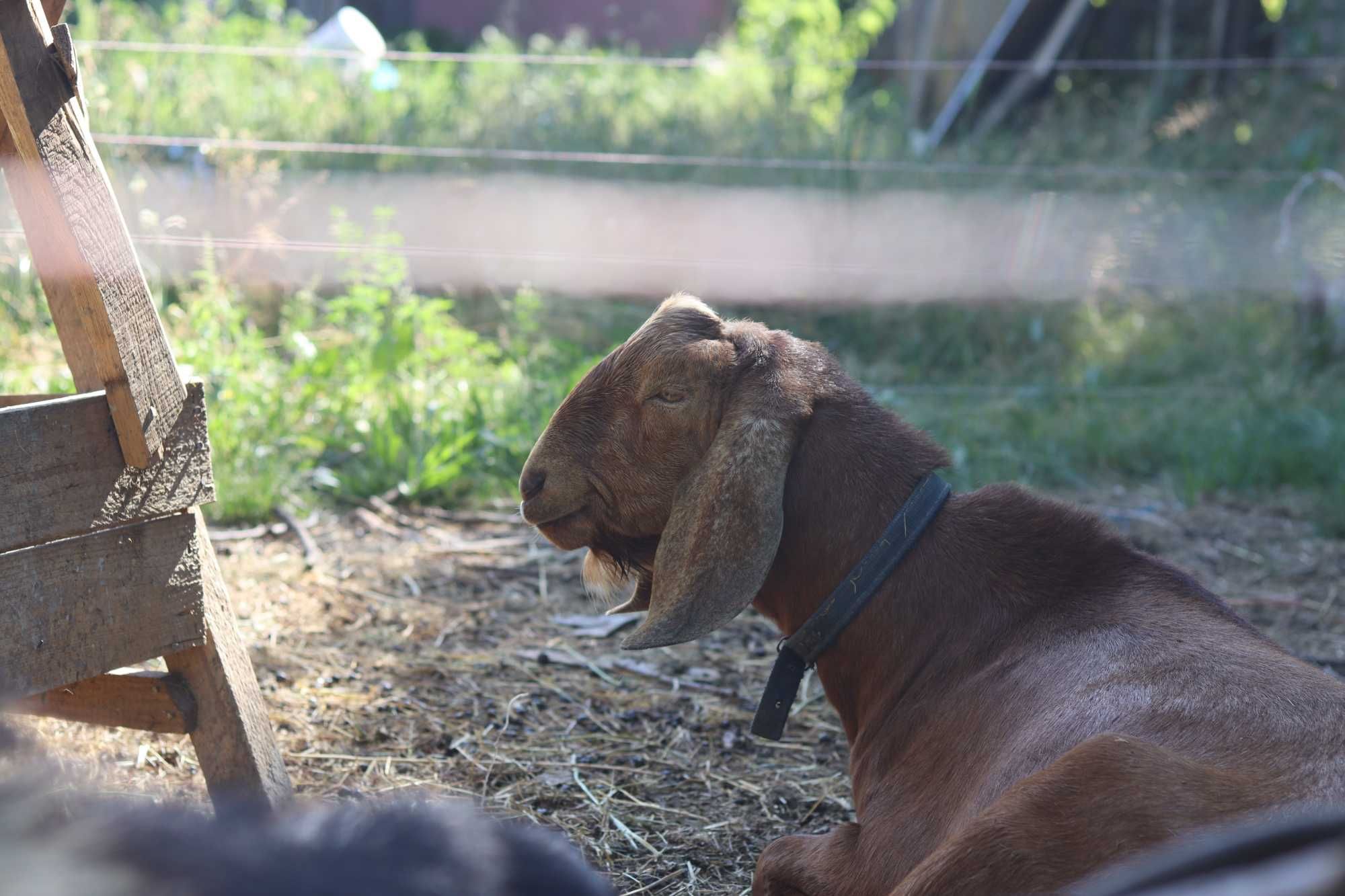 Țap Anglo-Nubian rasă pură – 1 an și jumătate, tată cu pedigree