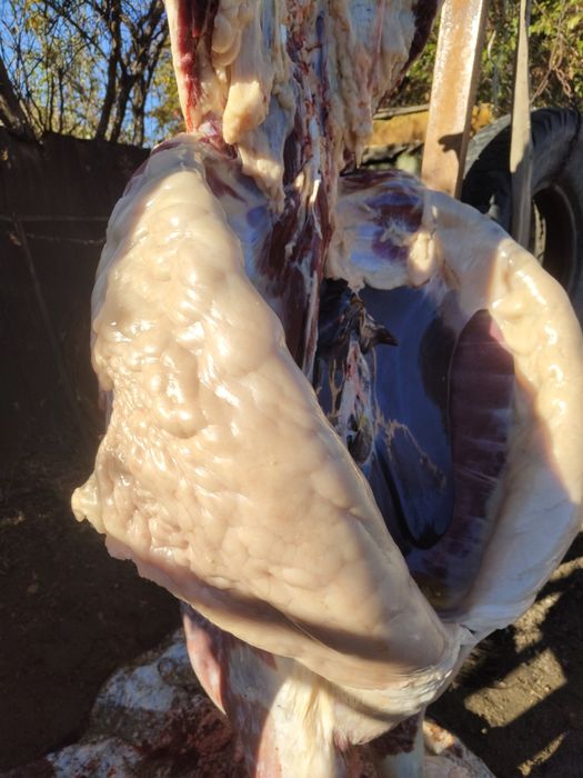 Семиз жылкылар бар