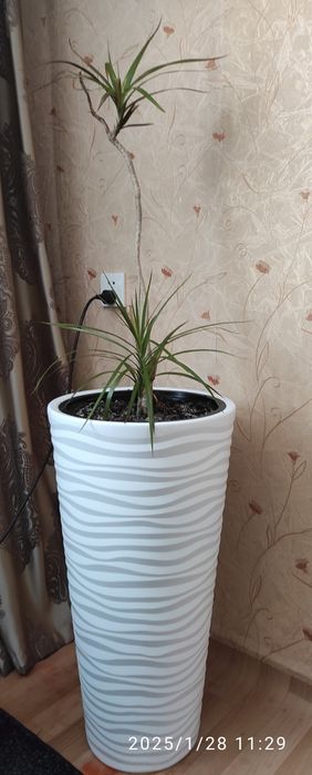 Драцена  для дома или офиса