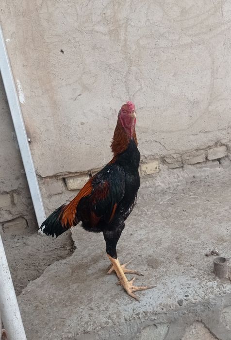 Хурозлар сотувда