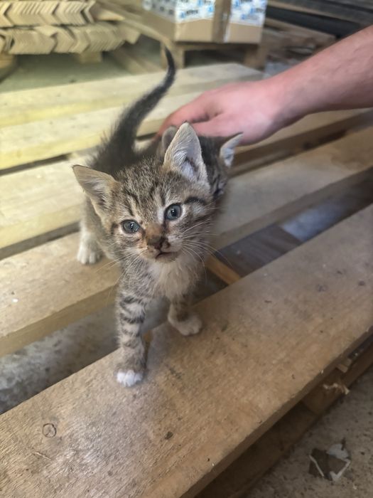 Adoptie 4 pui de pisica Bucuresti/Ilfov