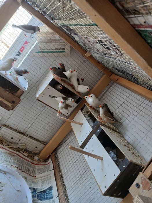 Smadinkalar sotiladi tayyor ishlab turgan paralar parasi 100 ming