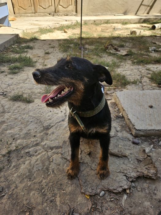 Яктерер Сучка и Кабель