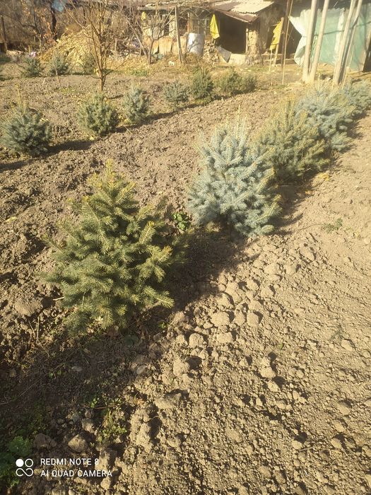 Archa sotiladi 5--7 yillik xolati zor narxini tel orqali keliwamiz