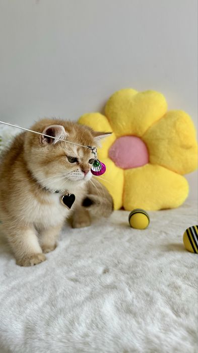 British Shorthair Chinchilla Gold - Cu Certificat Pedigree