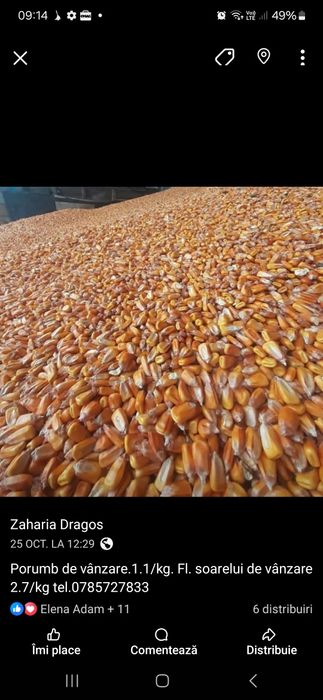 Porumb și Floarea soarelui de vanzare