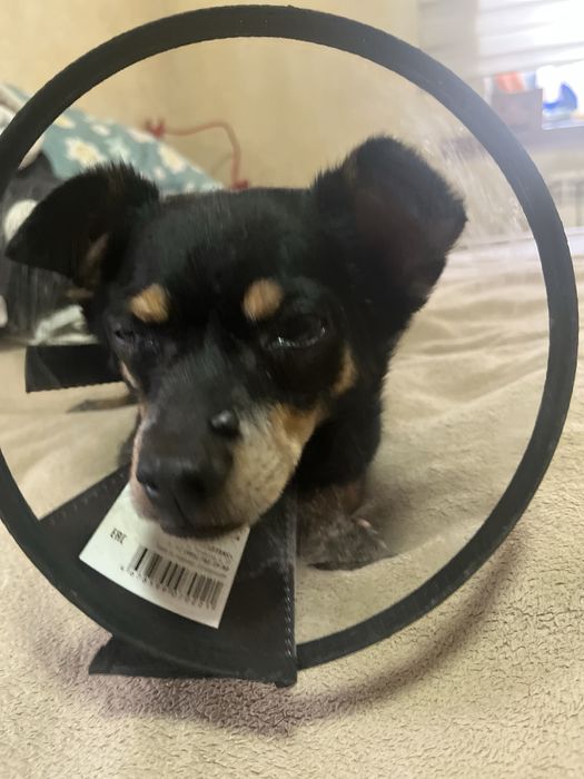 Пропал Сэм той-терьер