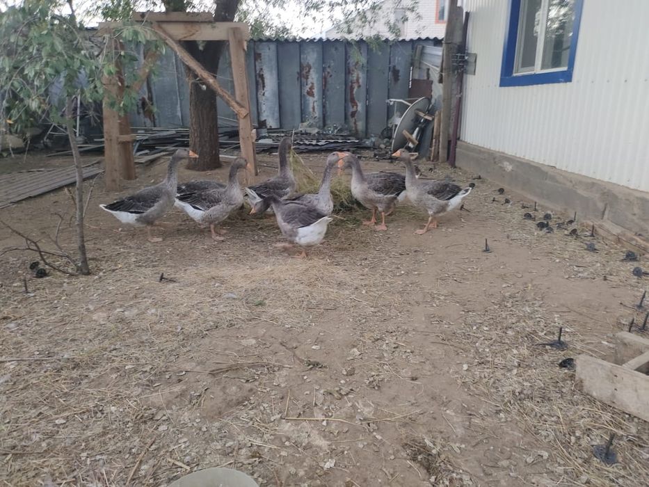 Қаз сатылады 13000мың