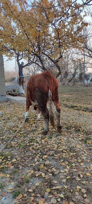 Simental sotiladi   narxi 40 milliyon keliwamez yana 100 toza
