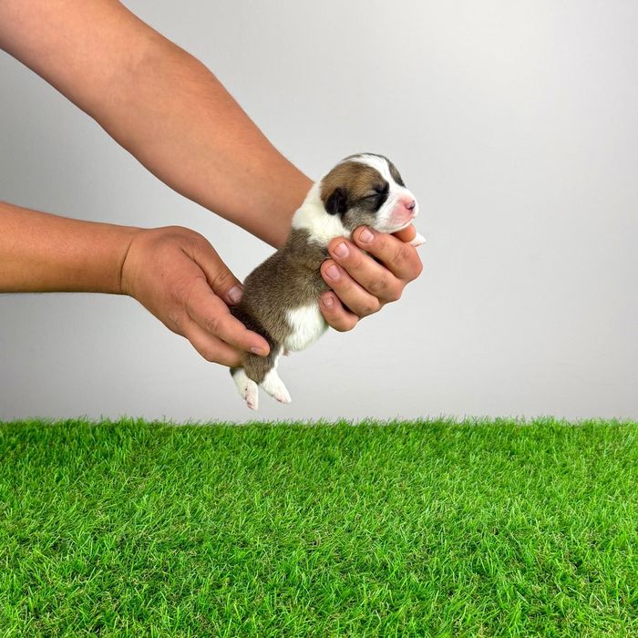 Pui Welsh Corgi Pembroke cu pedigree