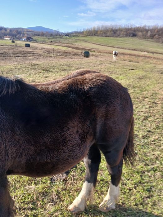 Vand un manz de 5 luni si unul de 6 luni