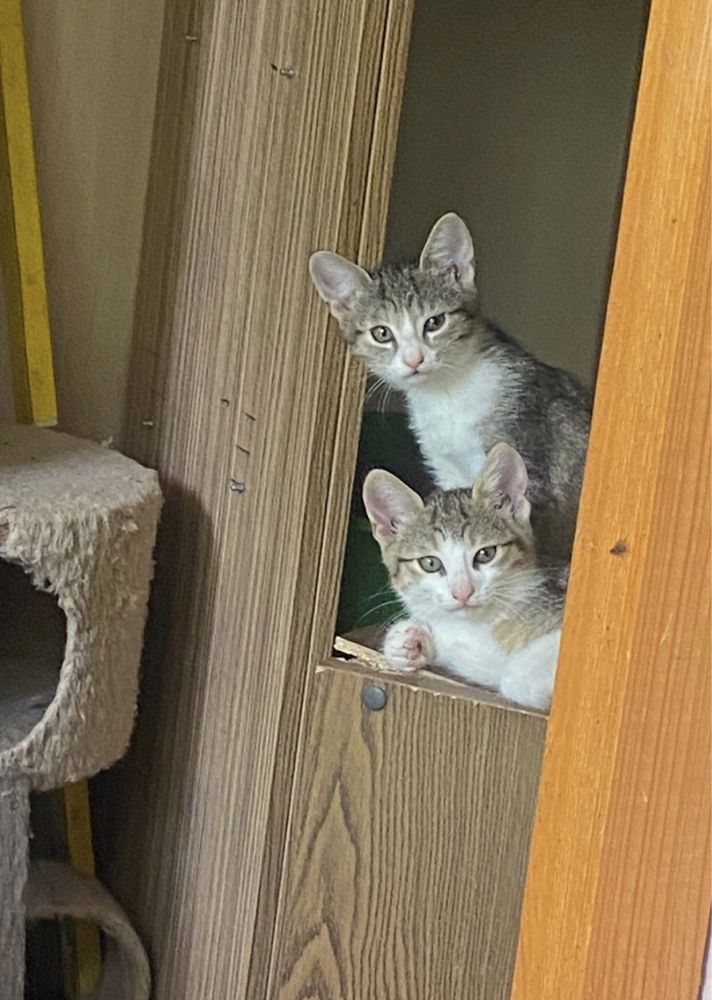 Pui de pisica pentru adoptie-3 baietei si 3 fetite