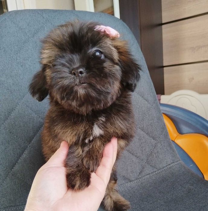 Shih-poo dogs/mini poodle
