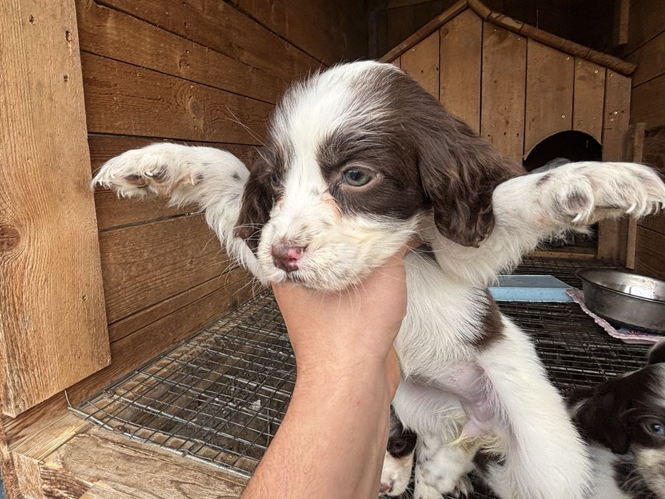 Английски спрингер шпаньол