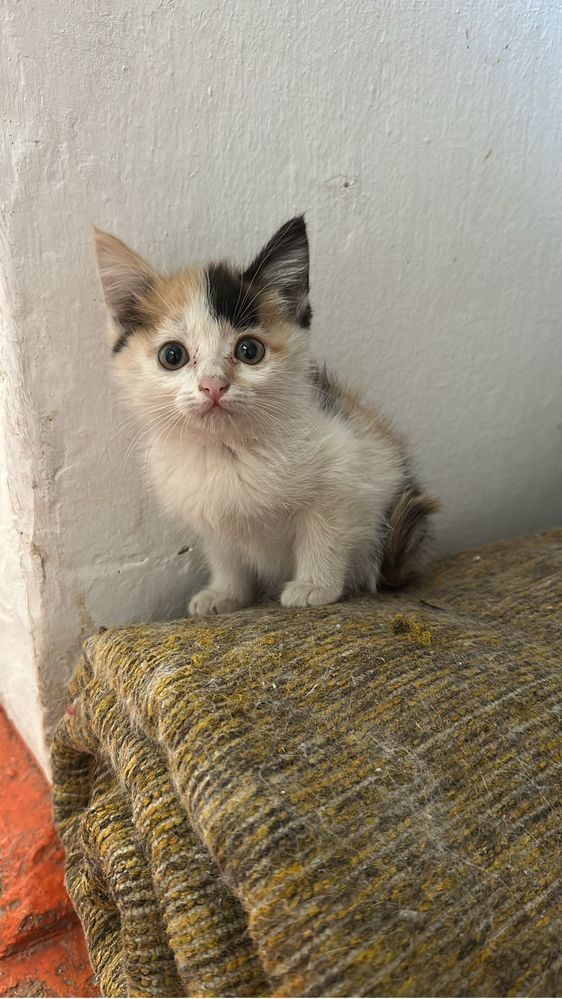 Отдам Котят бесплатно