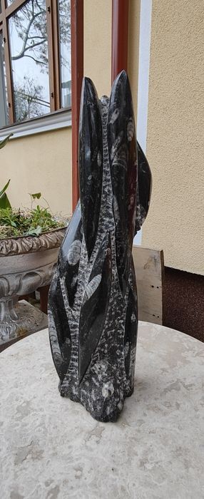 Fosila de cefalopod Orthoceras Maroc