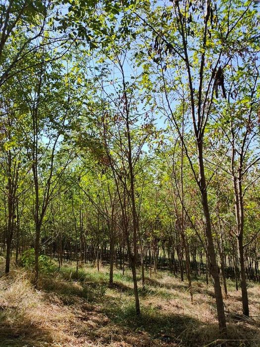 Puieți pin paltin mesteacăn