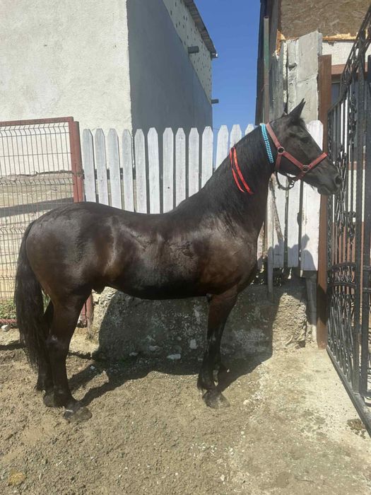 Frizian de vanzare si iapa