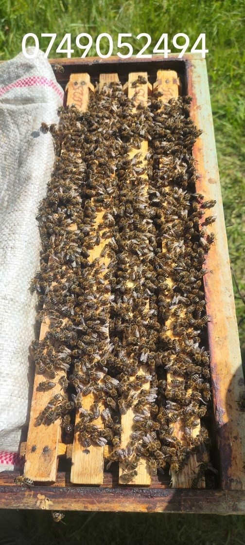 Vand roi naturali si artificiali