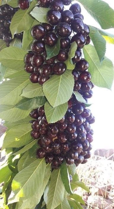 Pomi Fructiferi Columnari ( CIRES)