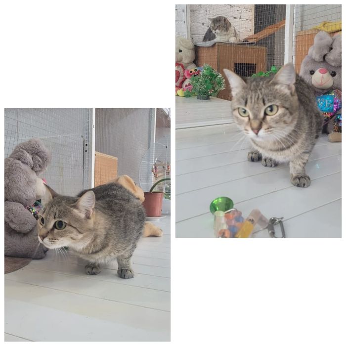 Молодая кошечка1-2года примерно