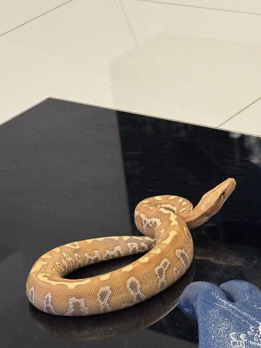 Blood Python Albino