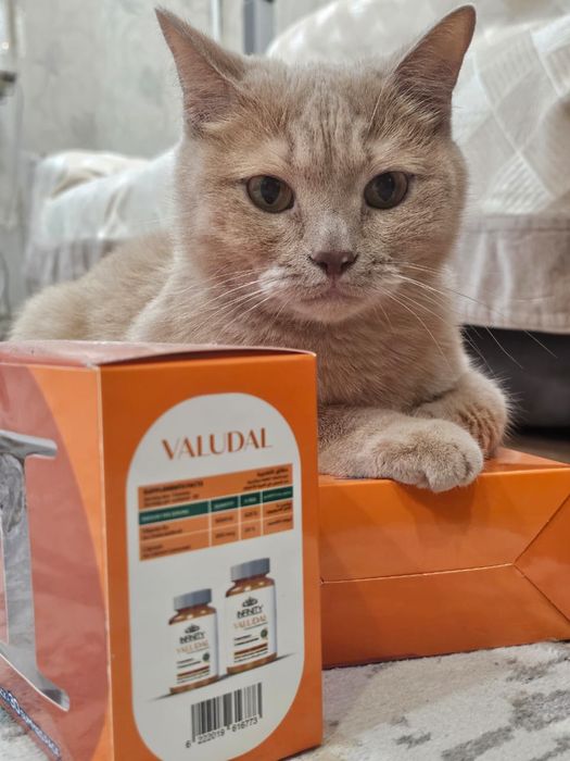 Отдам кота в хорошие руки